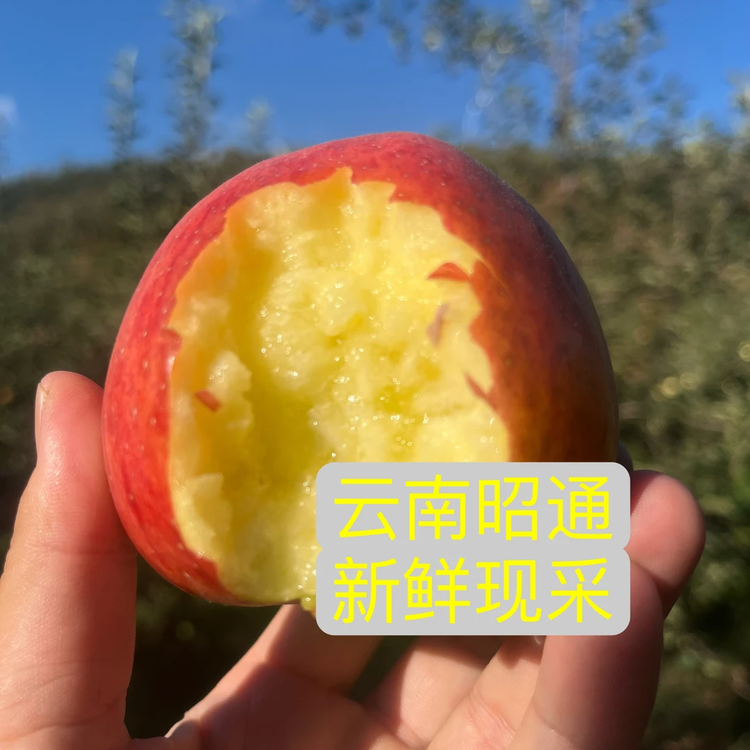 猫哥福利 昭通红露小苹果 后期口感大果 纯甜无酸 净重5斤包邮
