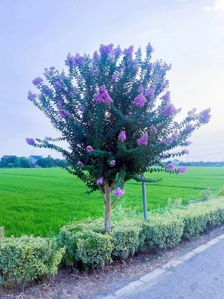 紫薇苗紫薇树苗红火箭紫薇花苗百日红紫薇小苗占地拆迁树苗绿化苗
