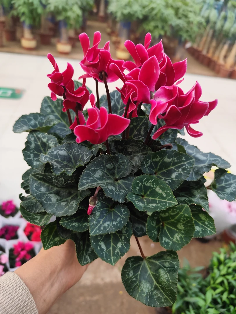 中型花仙客来盆栽室内花卉四季开花兔耳朵年宵花