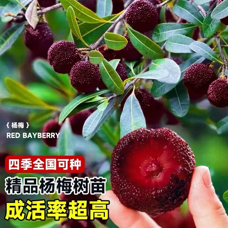 【杨姐】【仙居杨梅苗】正宗东魁杨梅嫁接苗树杨梅苖南北方种植果树苖