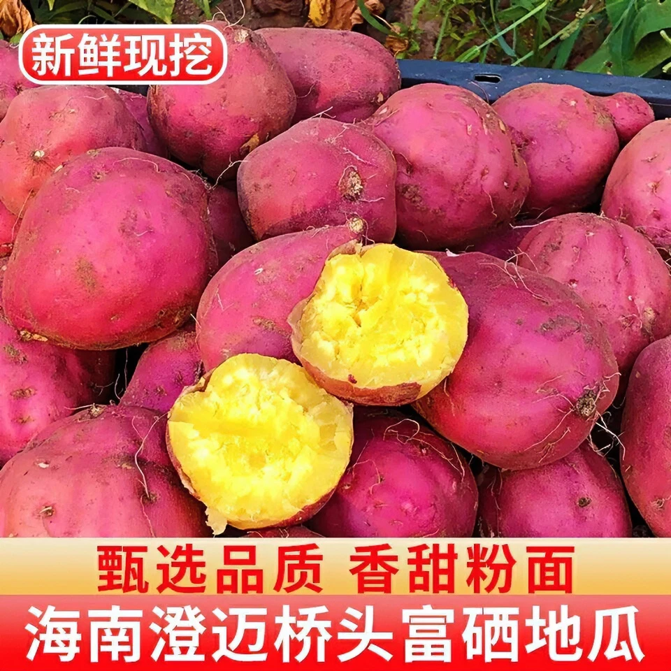 海南桥头地瓜富硒精品农产品粉糯香甜新鲜现挖圆果5-9斤净重包邮