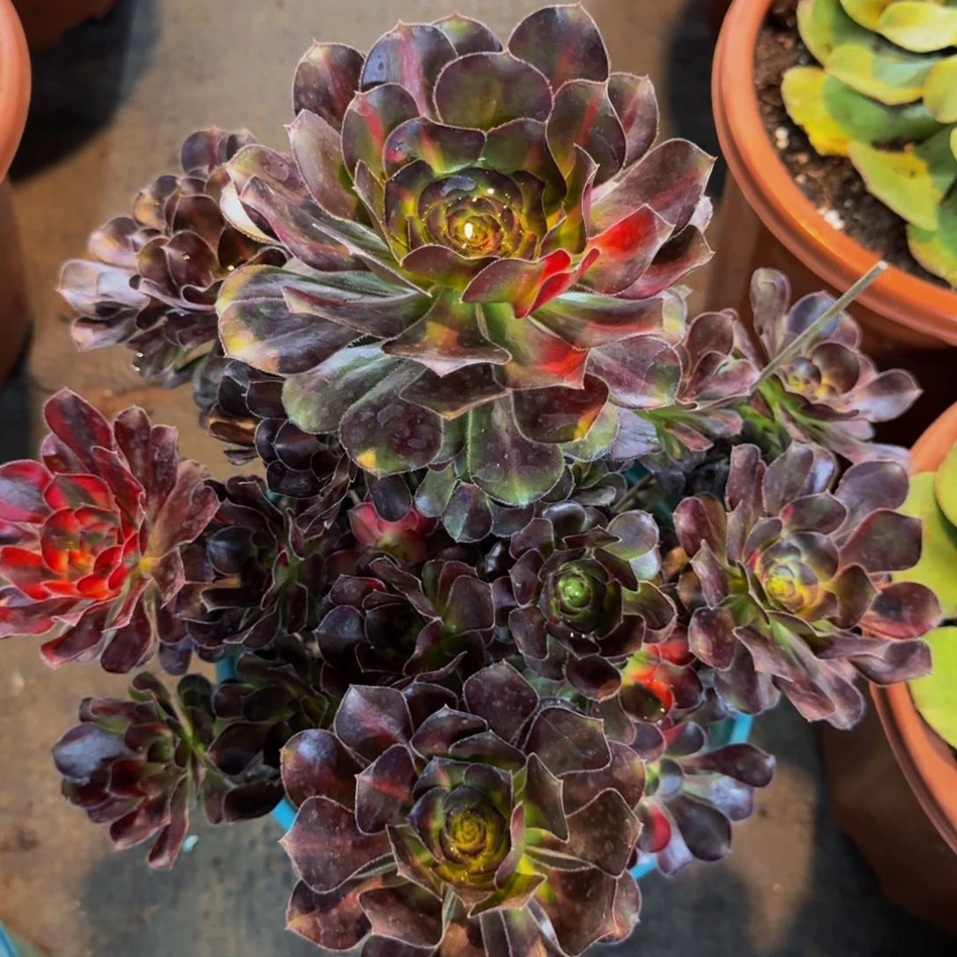 花蝴蝶多肉法师植物