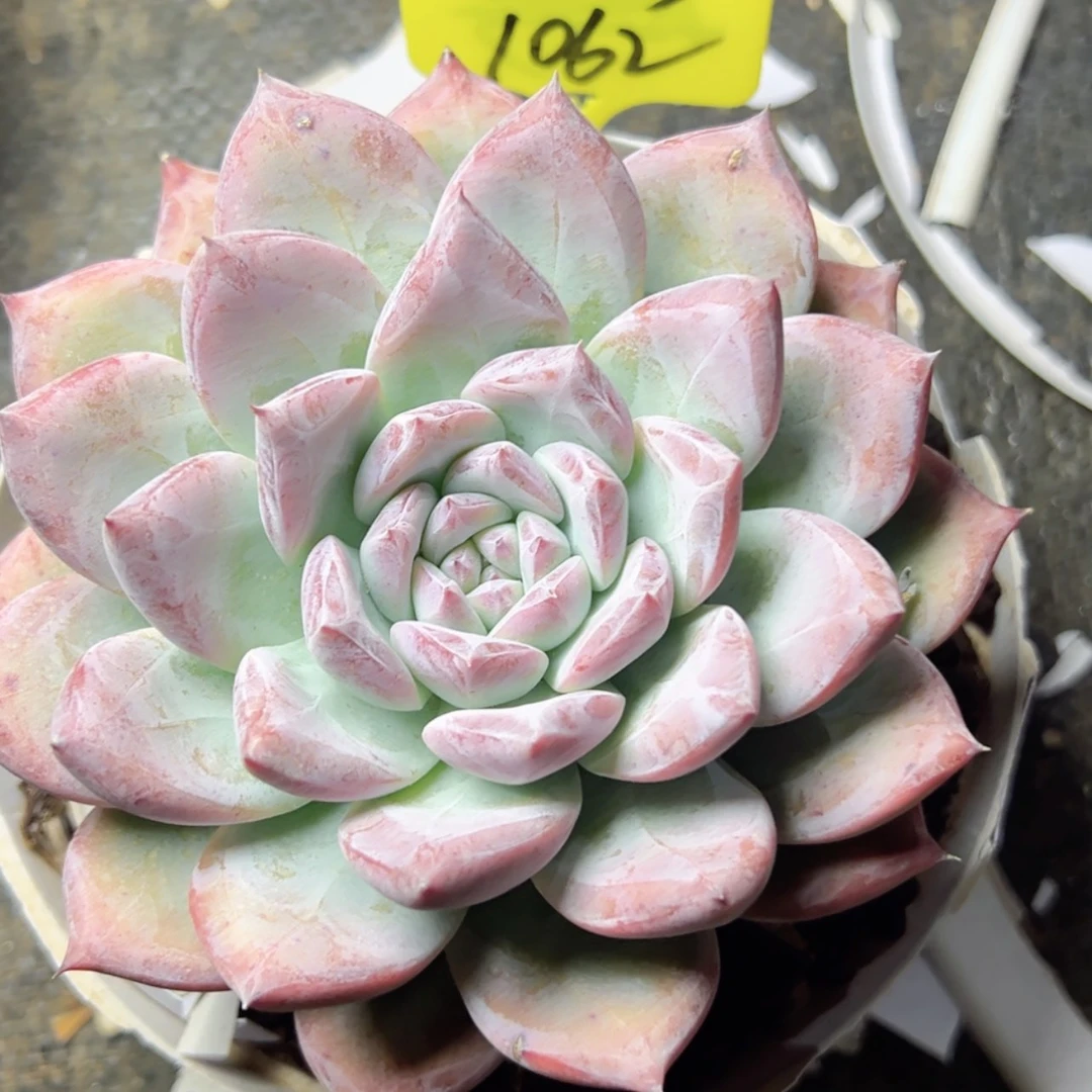 【闪购商品】珂*1062祖母绿多肉58