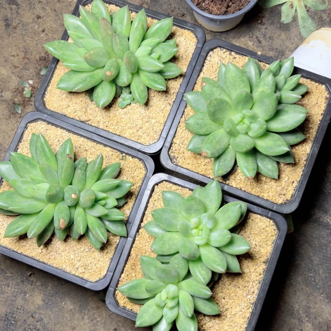 【闪购商品】米其林多肉39