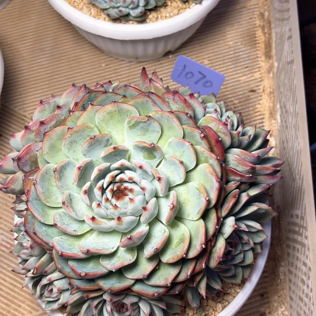 【闪购商品】丑**酉1070吉娃娃68