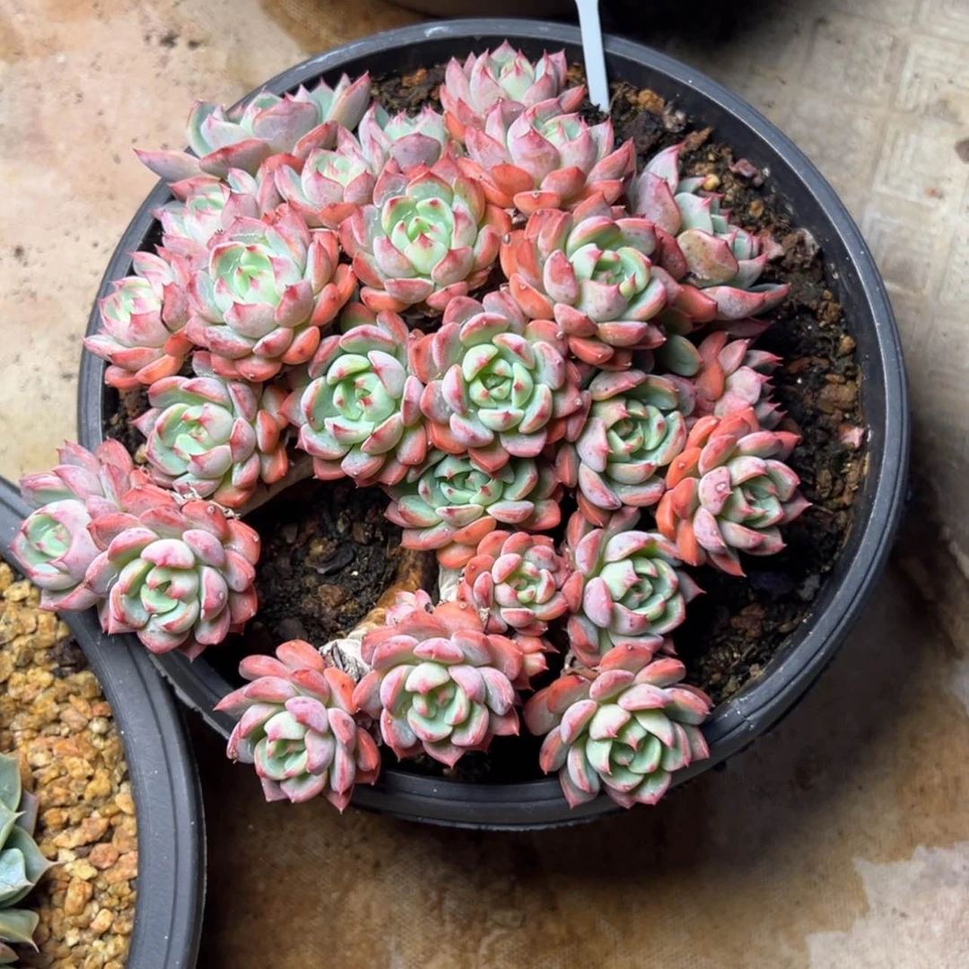 【闪购商品】1033娜娜小勾35