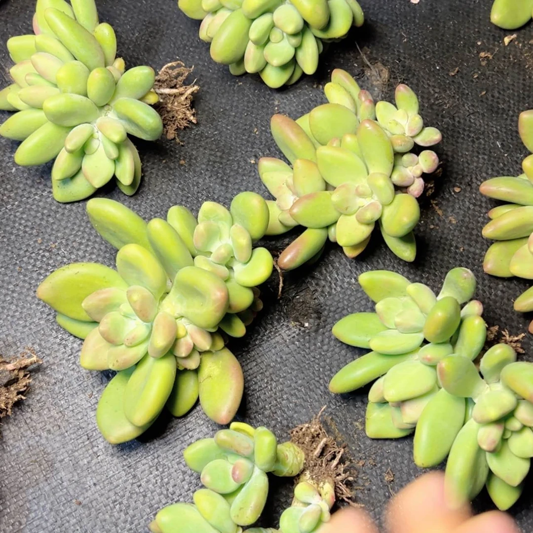 【闪购商品】芒果奶多肉19.8