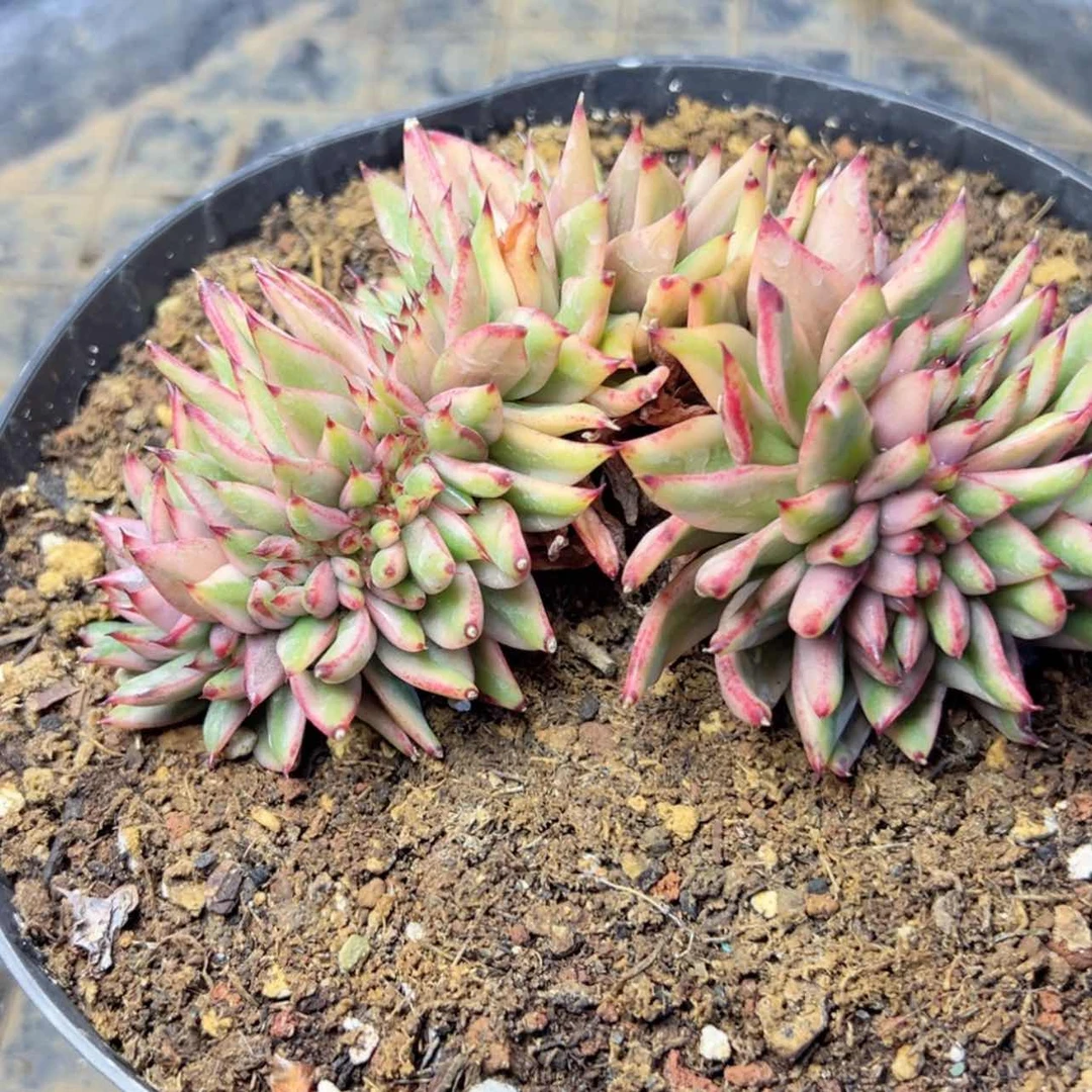 【闪购商品】艾克魂锦缀多肉29