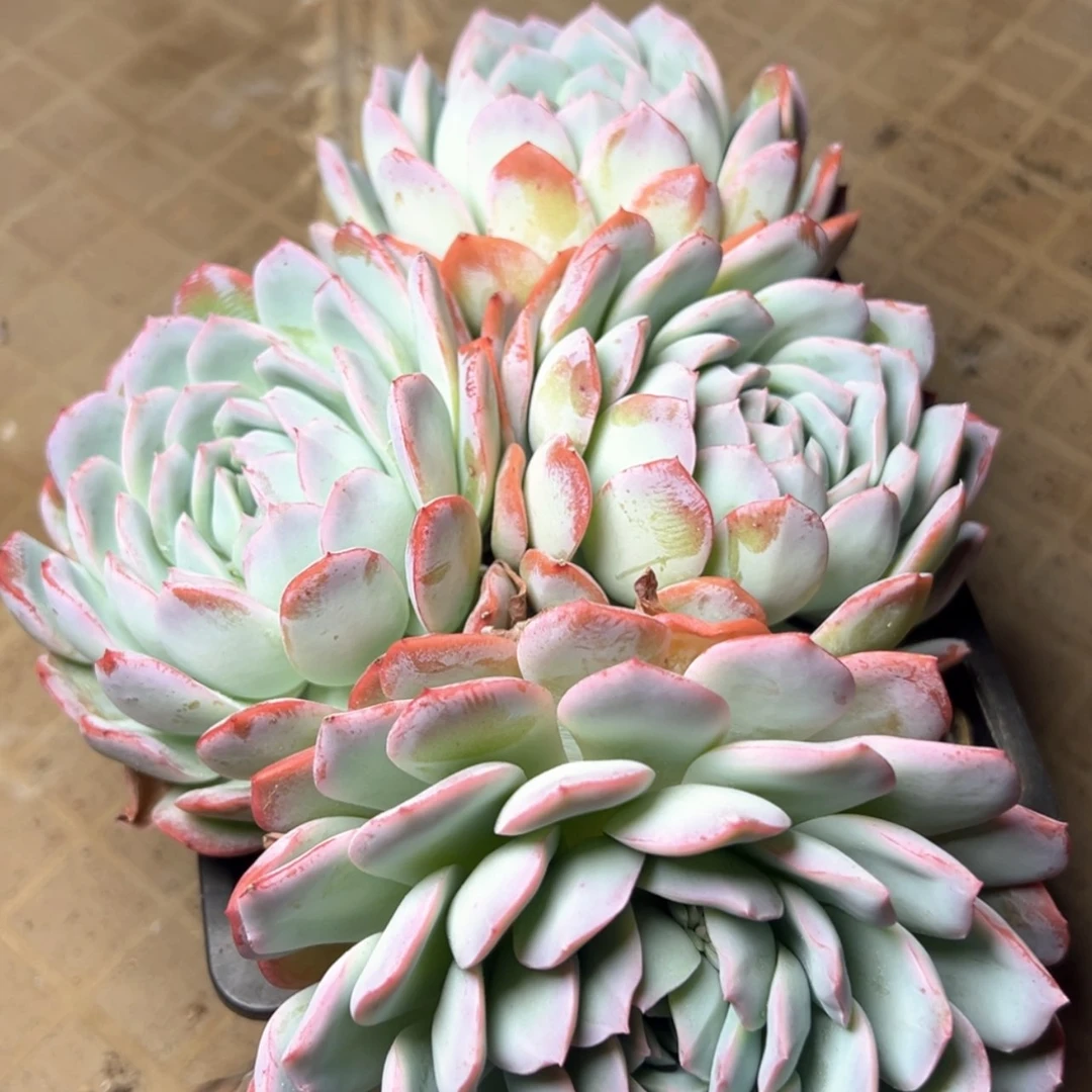 【闪购商品】莎莎女王多肉28
