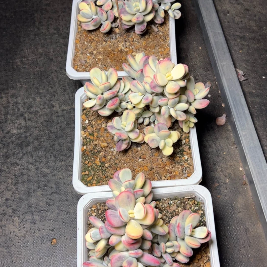 【闪购商品】乒乓福娘锦量拍99