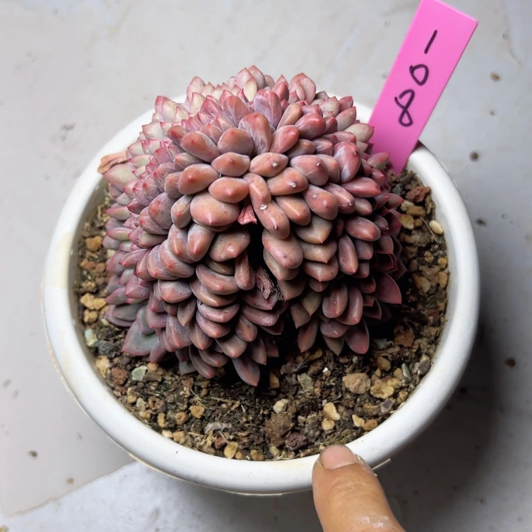 【闪购商品】y**i爱丽儿缀多肉49