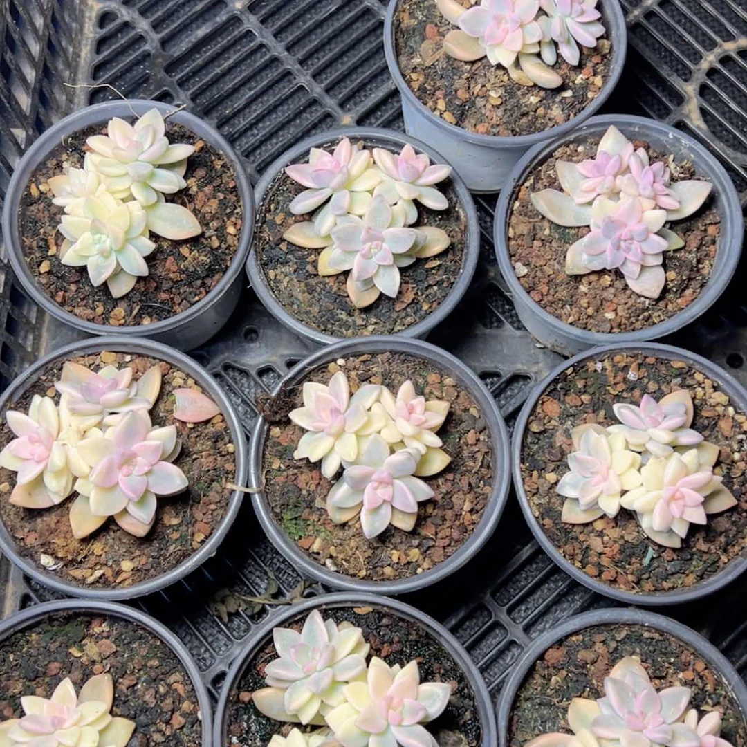 【闪购商品】淡雪锦9.9