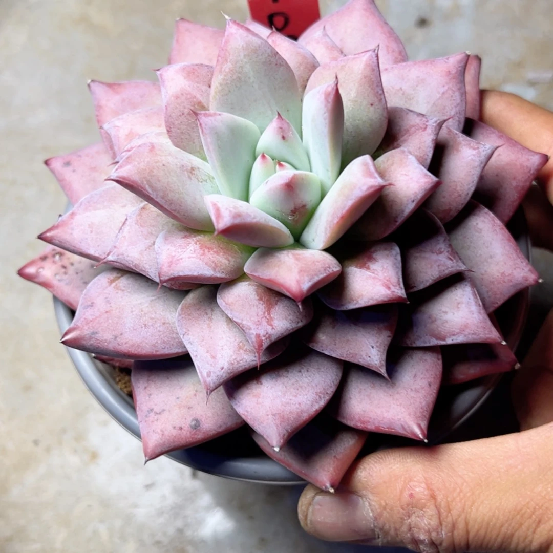 【闪购商品】ゆ****i10109祖母绿多肉58