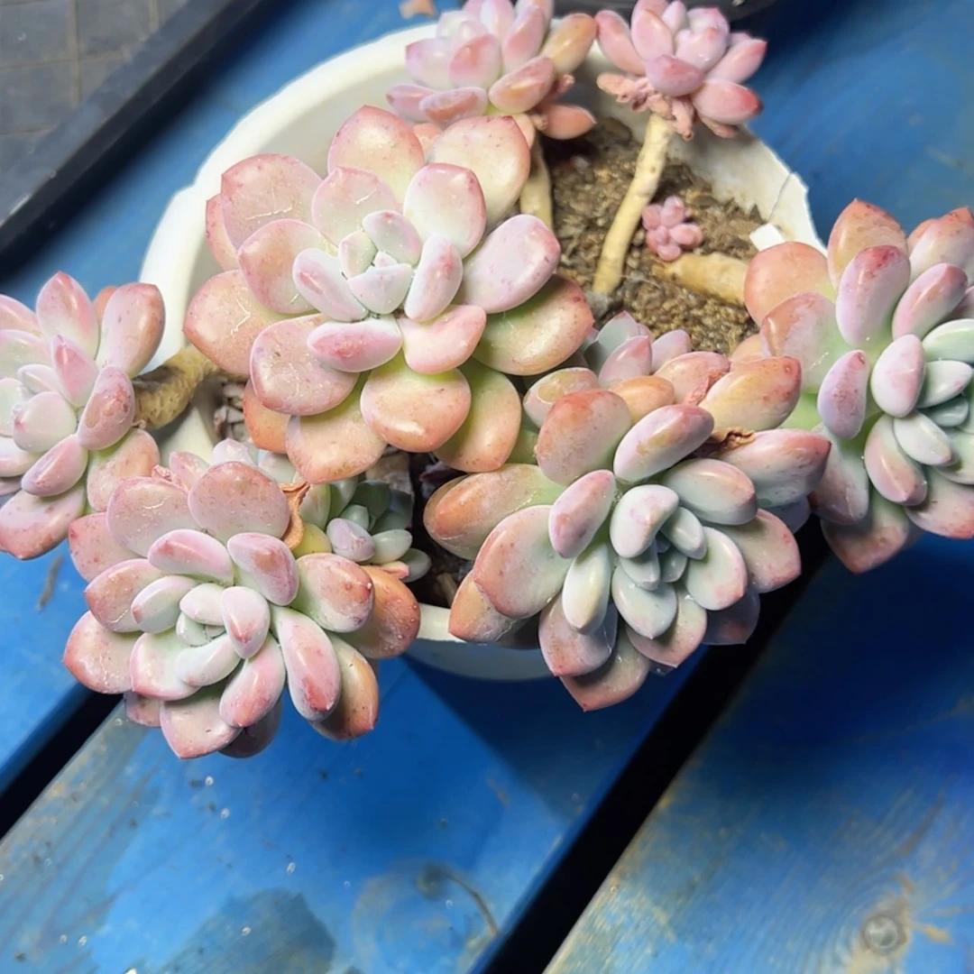 【闪购商品】赵*y白鹭多肉39