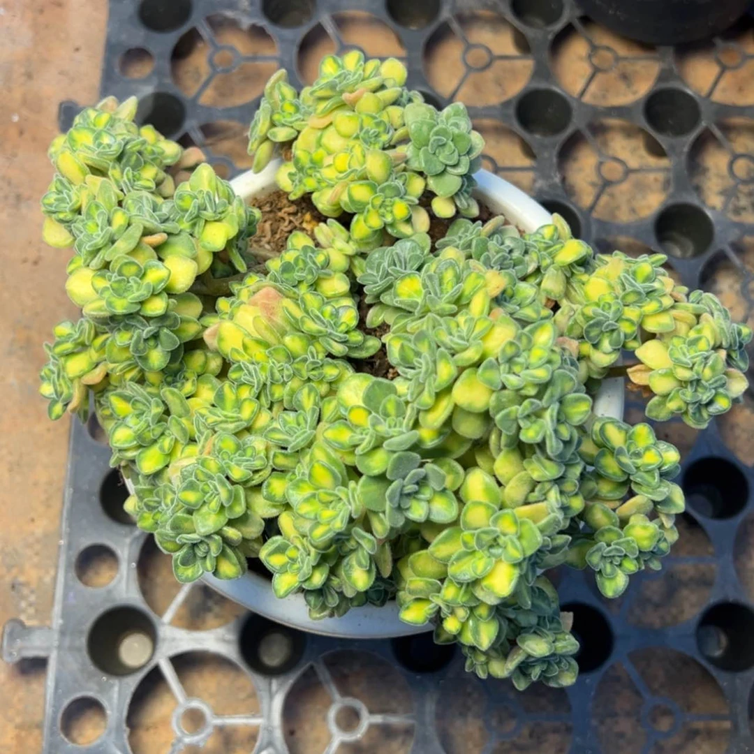 【闪购商品】锦多肉29