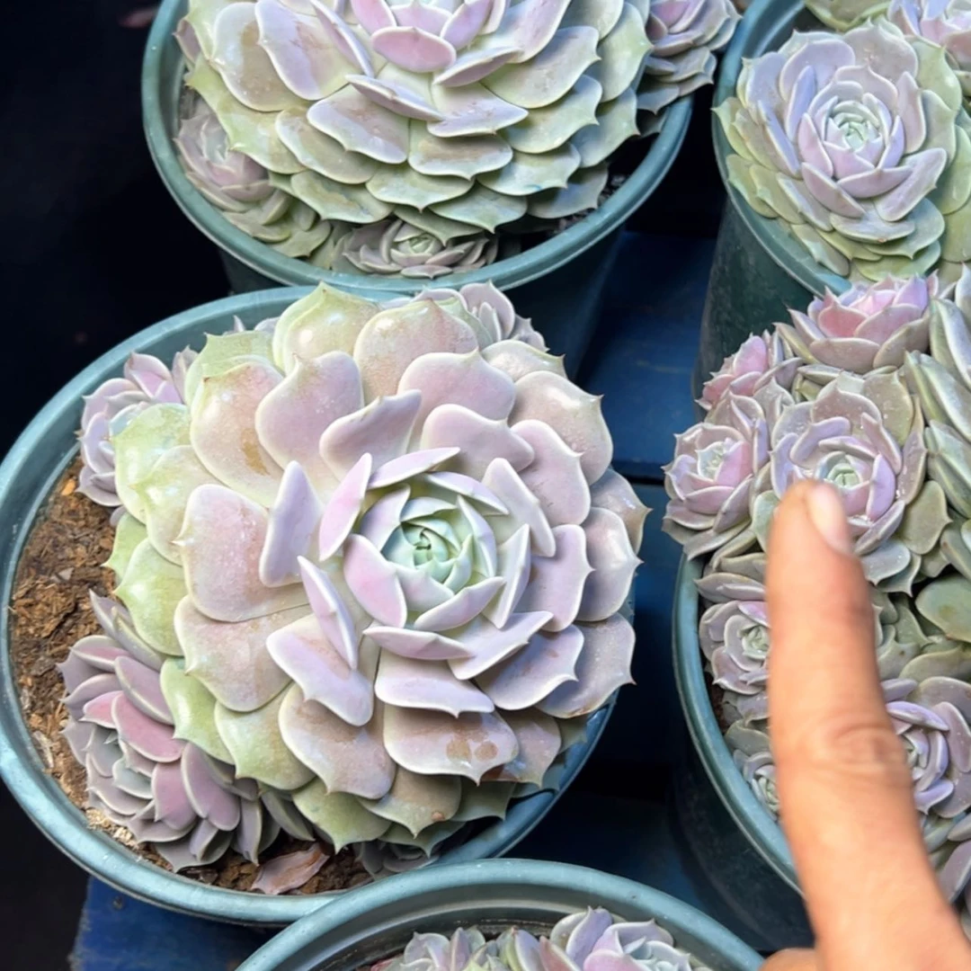 【闪购商品】露娜莲手捧量拍29