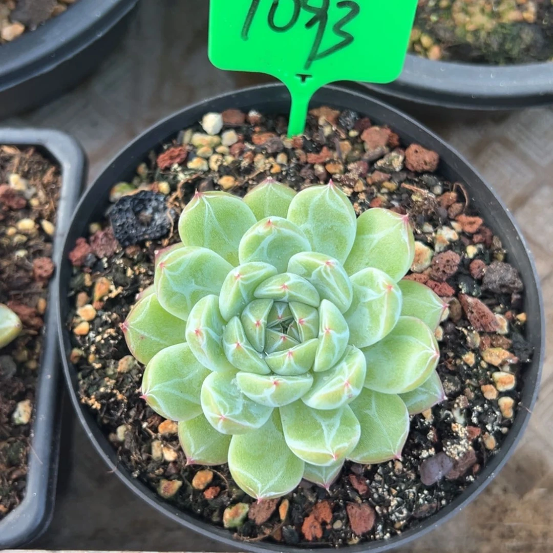 【闪购商品】P****m1093雪花珍妮多肉20