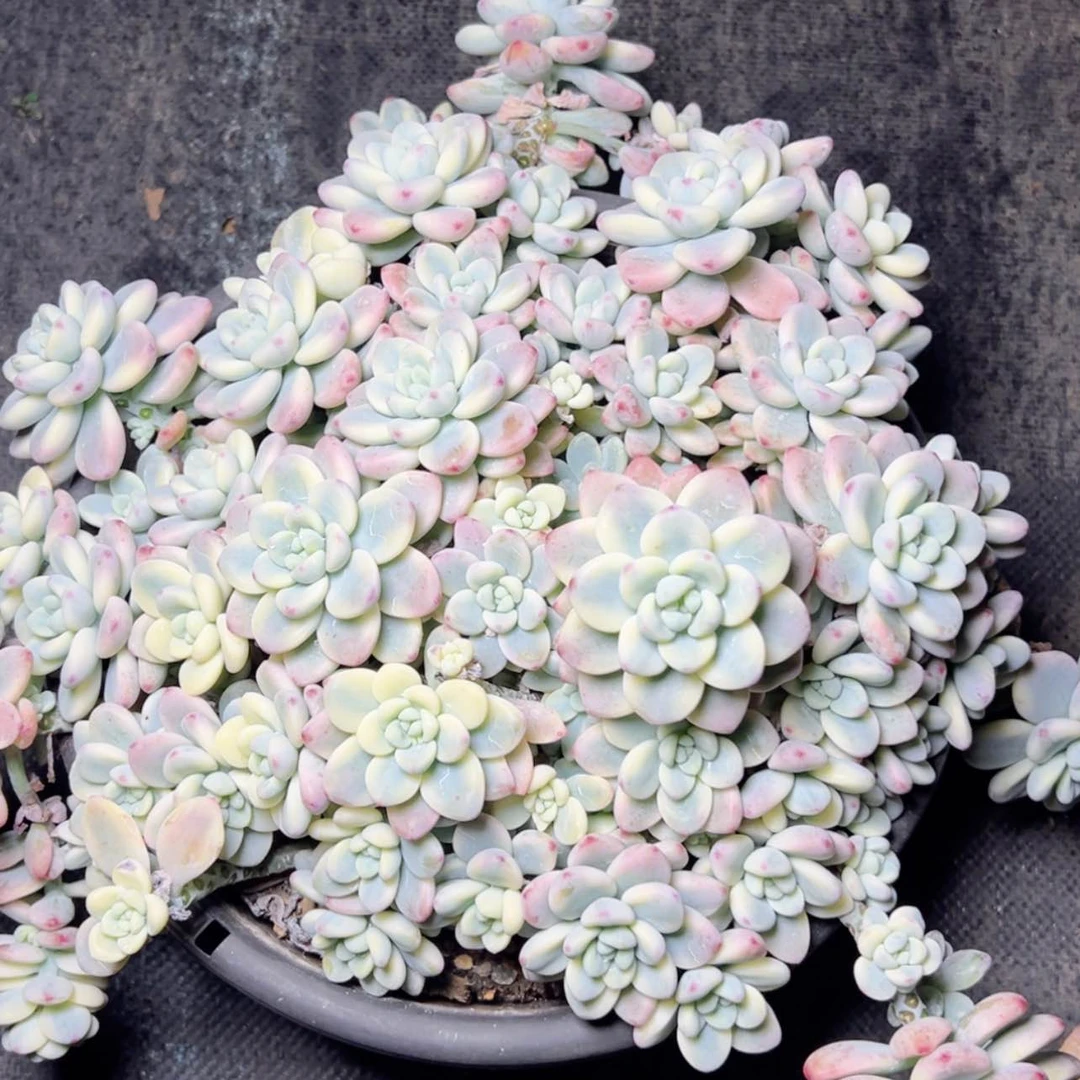 【闪购商品】劳尔锦多肉128