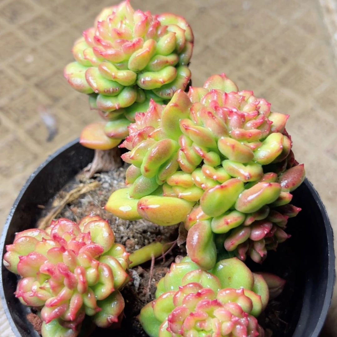 【闪购商品】小**韵苹果花多肉19