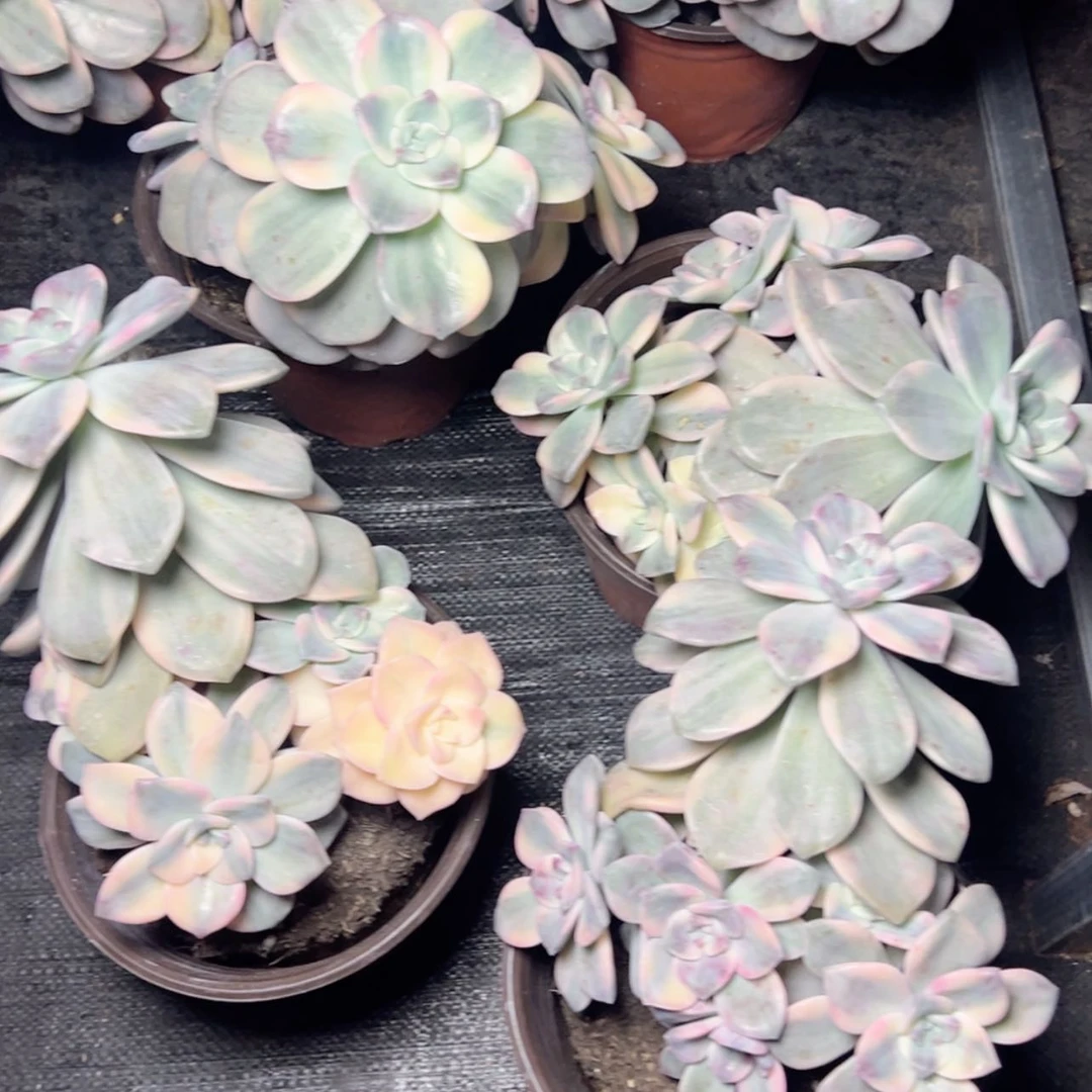 【闪购商品】紫乐锦多肉29