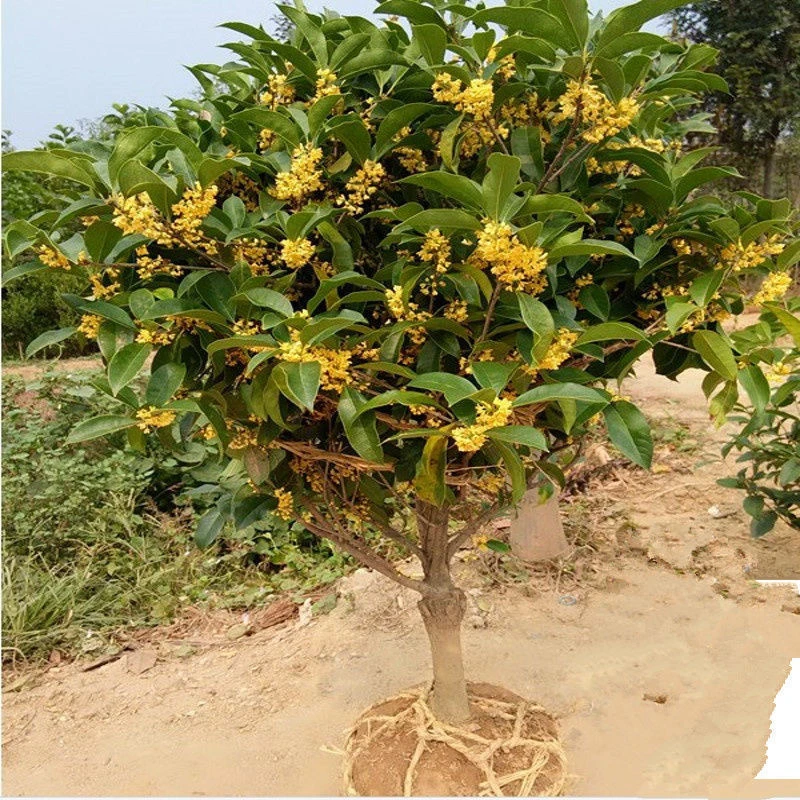 嫁接原生桂花树苗盆栽原生苗庭院地载四季开花金桂树浓香型桂花树