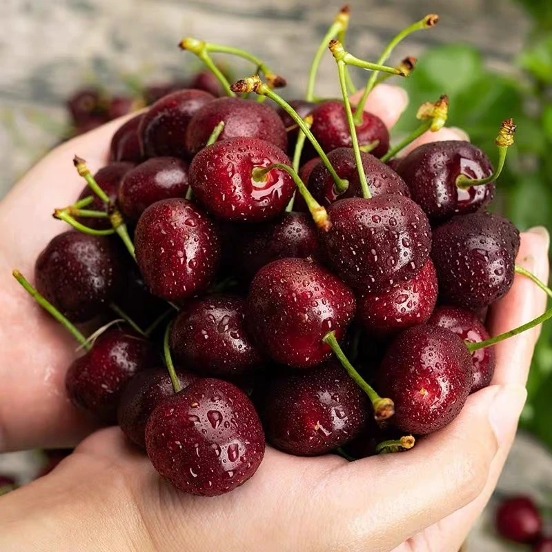 XY【顺丰京东现货】桑提娜车厘子智利海运J-4J(5斤装) 内附果径卡