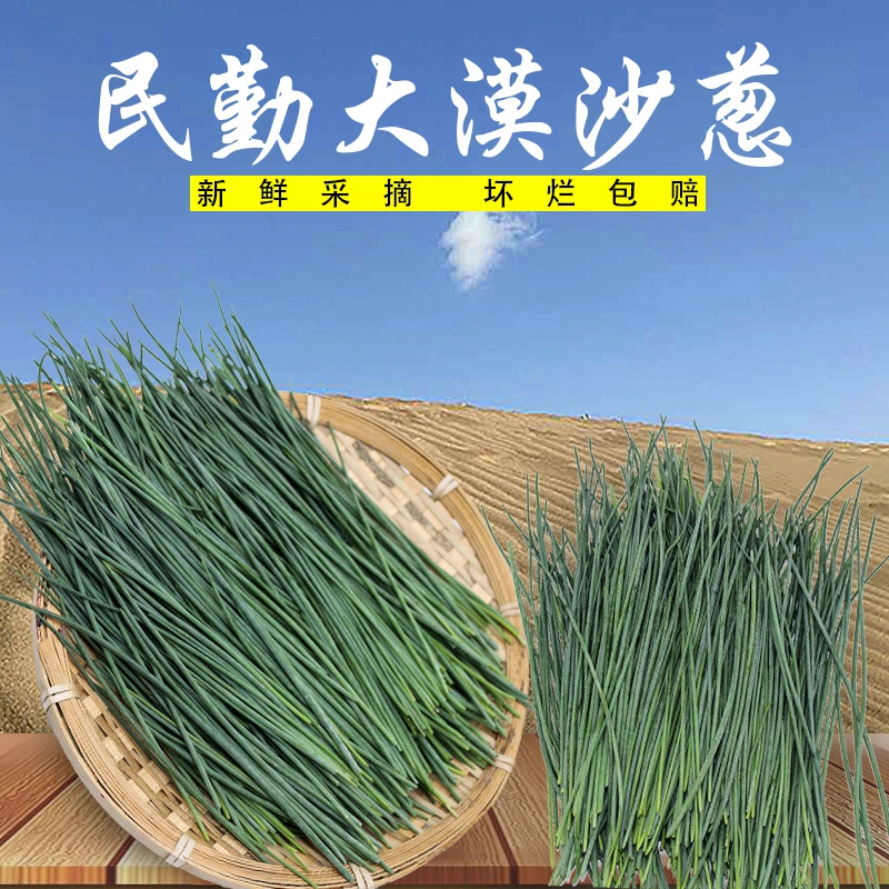新鲜葱野沙葱蔬菜野菜下饭菜野葱精品装保温保鲜干净热炒