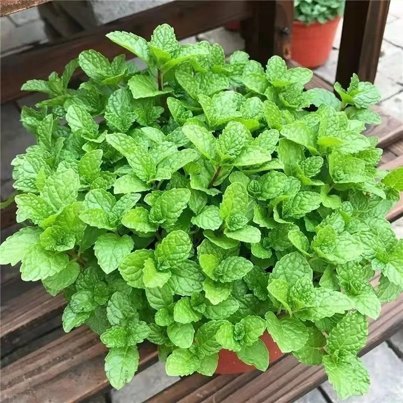 食用薄荷种子柠檬薄荷种子驱蚊花草植物种子四季阳台盆栽薄荷种籽