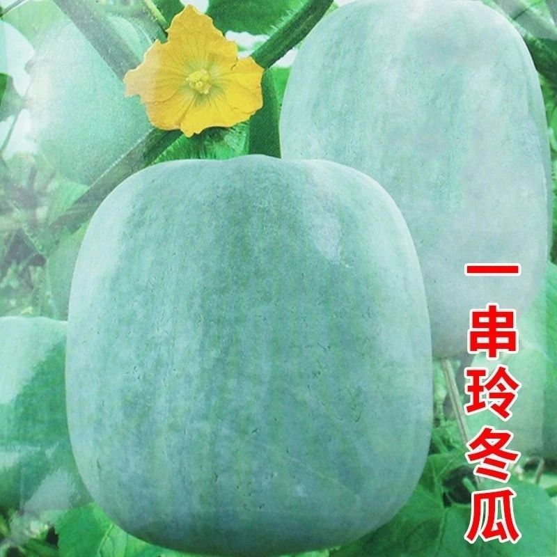 一串铃冬瓜种子四季白皮小冬瓜蔬菜种籽粉皮庭院菜园阳台大田
