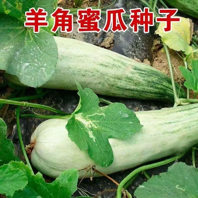 羊角蜜甜瓜种子羊角牛角酥香瓜甜瓜种子大全四季水果种子甜脆