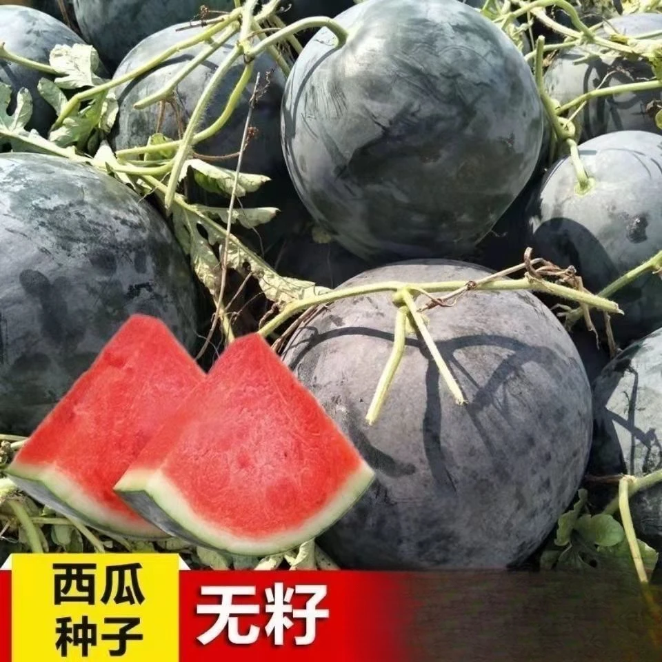 无籽西瓜种子黑皮薄皮红心特大西瓜种籽蔬菜水果种孑四季