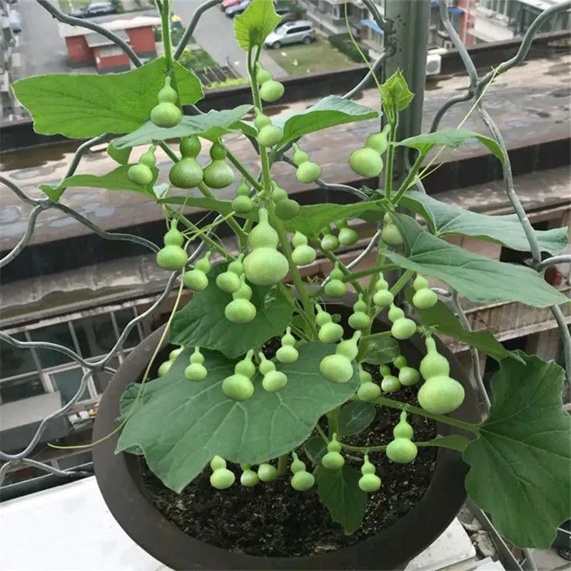 盆栽手捻葫芦种子小葫芦种籽四季种观赏阳台庭院爬藤葫芦苗秧种孑