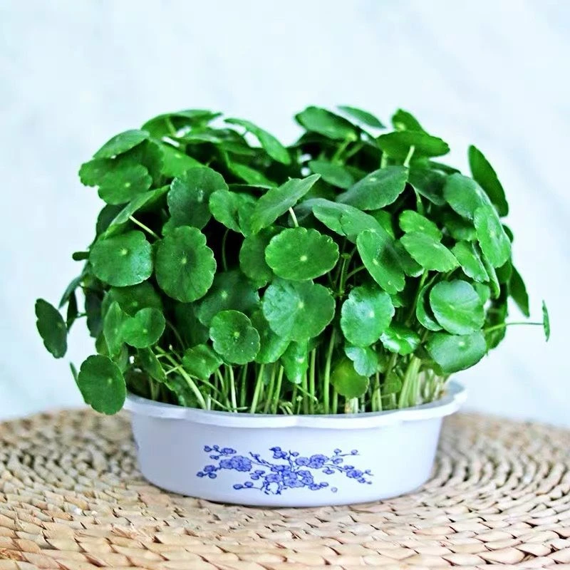 铜钱草种子水培植物室内办公室桌面盆栽花卉四季常青绿植净化空气