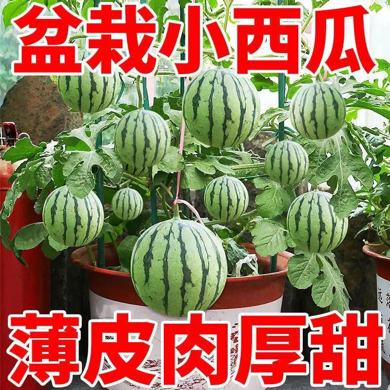 甜蜜罐小西瓜种子无籽小西瓜种子四季种植阳台庭院盆栽薄皮西瓜