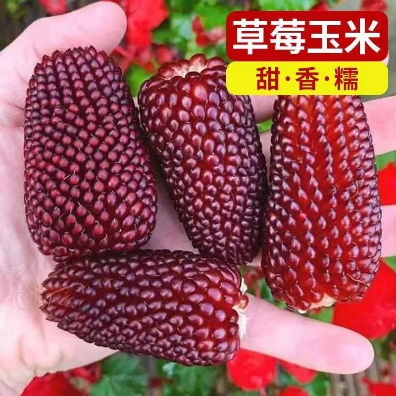 甜玉米草莓玉米种子鲜食甜水果玉米大田四季播春秋农家蔬菜种子