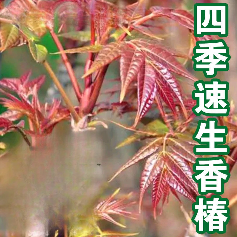 红油香椿种籽耐寒抗旱香椿树种子四季庭院食用红香椿种子