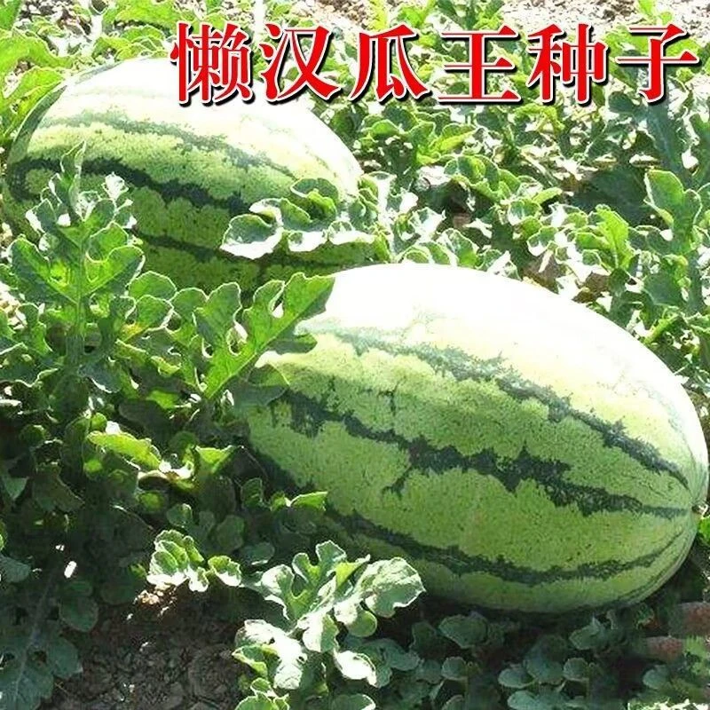 甜早熟西瓜种子四季播种水果西瓜籽懒汉西瓜种子