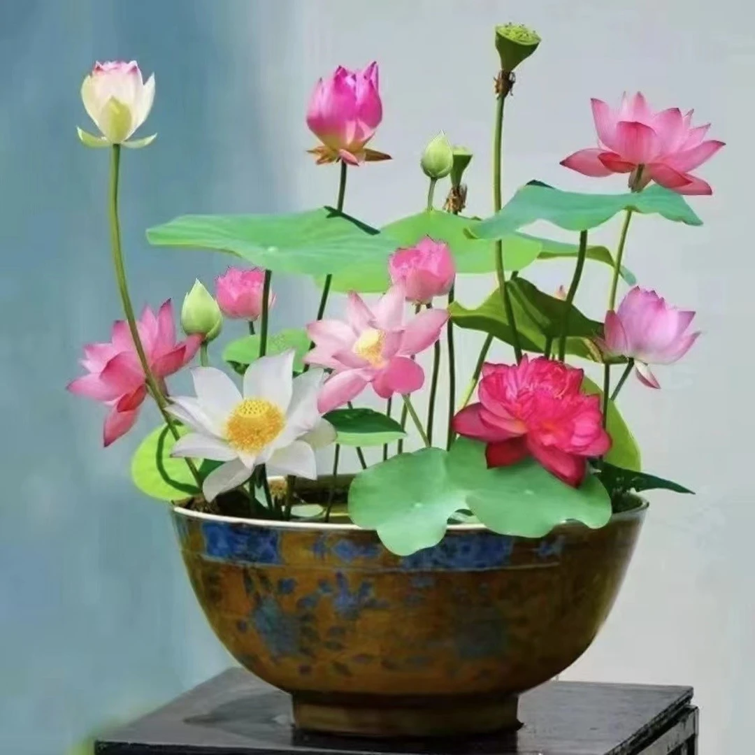 【水培盆栽荷花】无土水培盆栽水养生水莲花四季开花睡莲