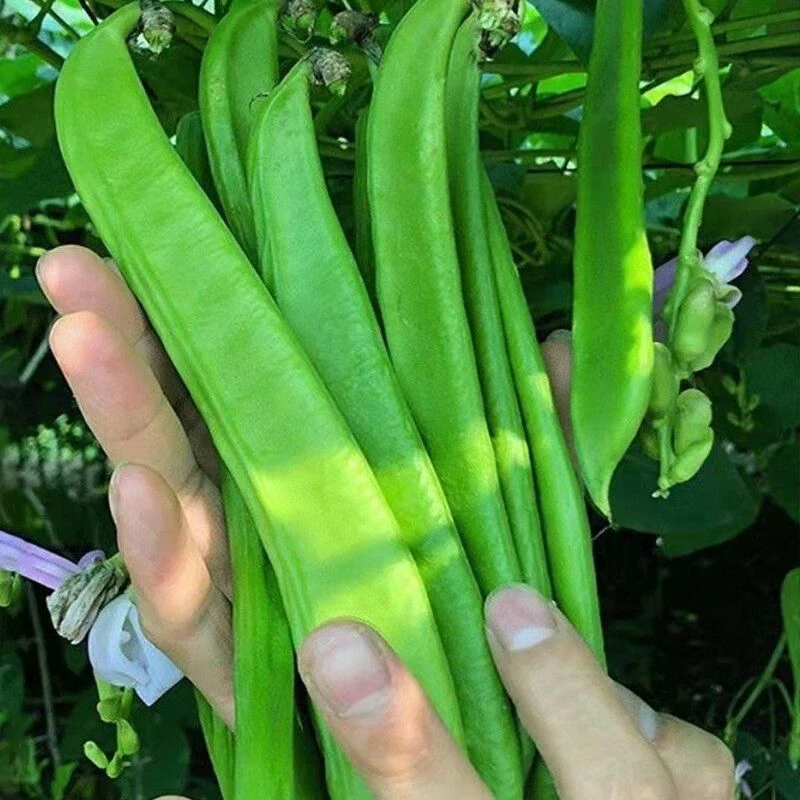 刀豆种子大红刀豆大豆角种籽巴西豆四季蔬菜爬藤菜豆角种子