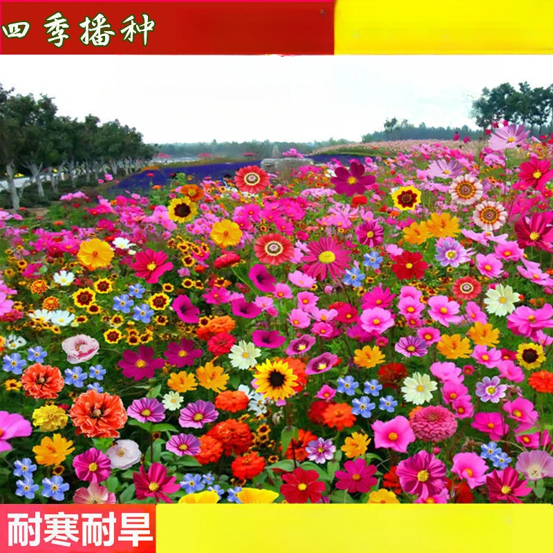 多年生野花组合花种子易养活四季波斯菊百日草花籽室外庭院易种活