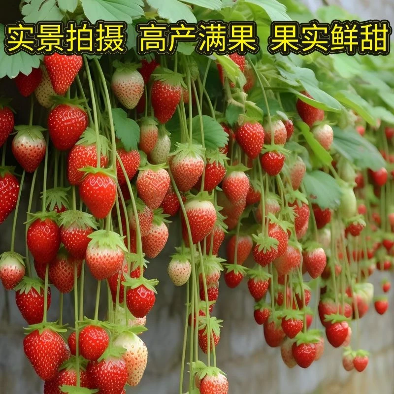 原装四季奶油草莓种子果大超甜庭院阳台易种盆栽蔬菜水果种子