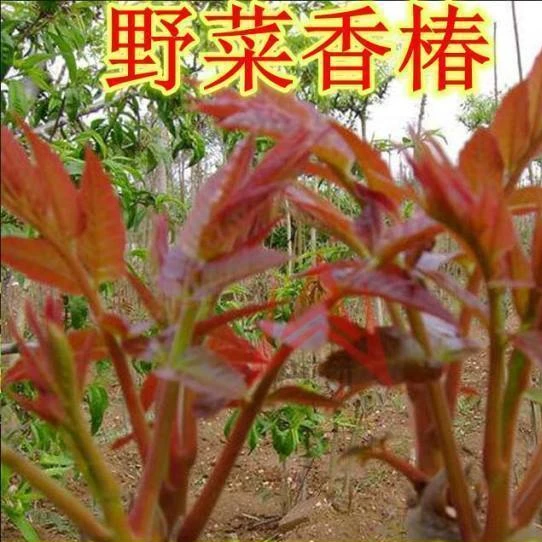 红油香椿种子口感好香味浓四季速生香椿树苗籽易种活蔬莱