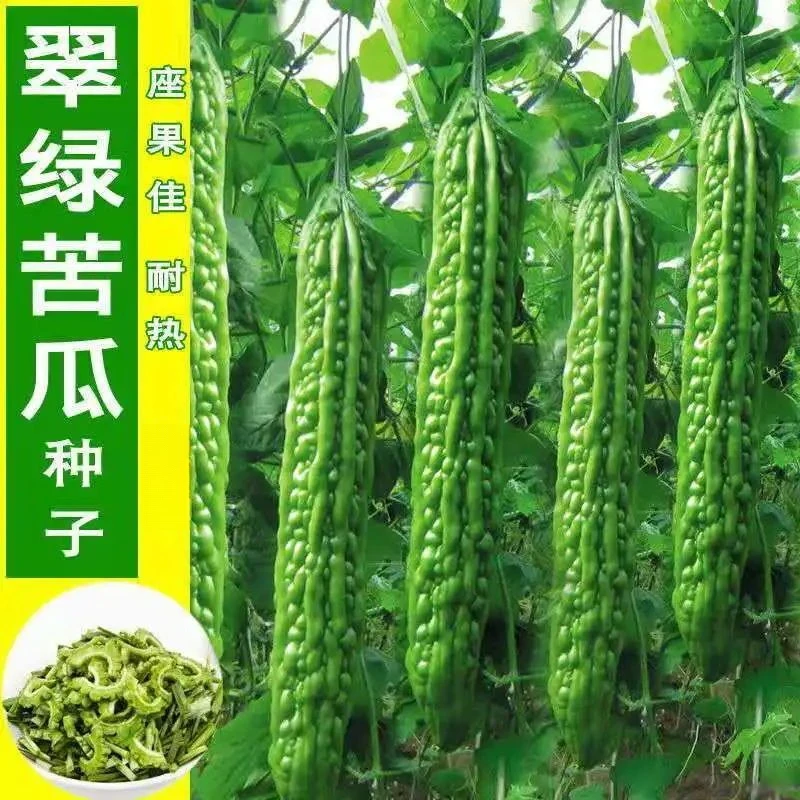 翠绿苦瓜种子春季播种阳台庭院盆栽各种蔬菜种子苦瓜新鲜