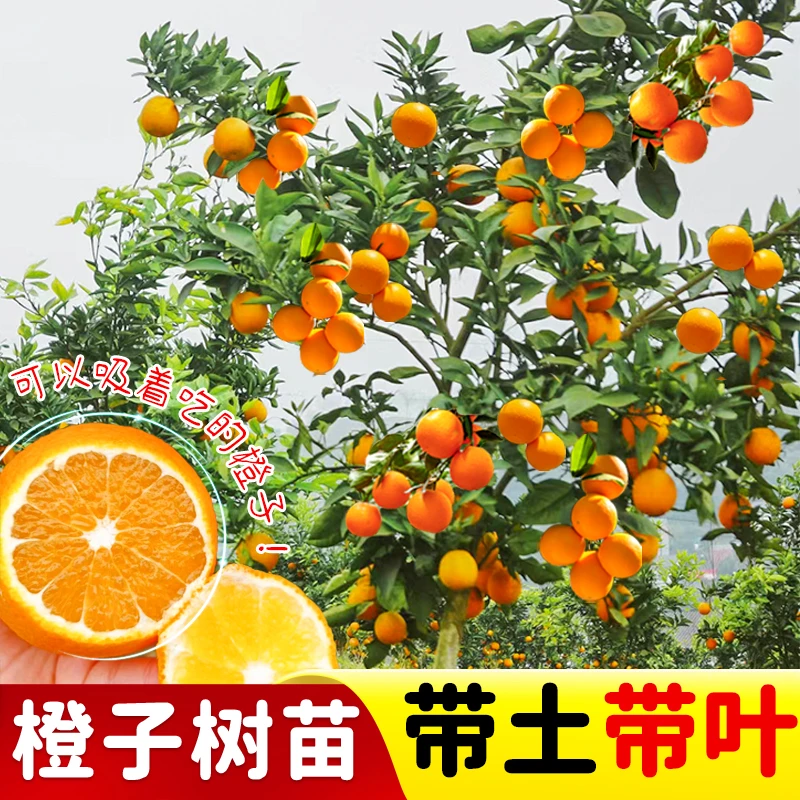 【精选】橙子树苗嫁接红江橙血橙脐橙盆栽地栽南北方种植冰糖橙树苗