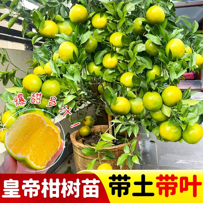 皇帝柑树苗嫁接高产大果沃柑砂糖橘苗当年结果南北方阳台盆栽地栽