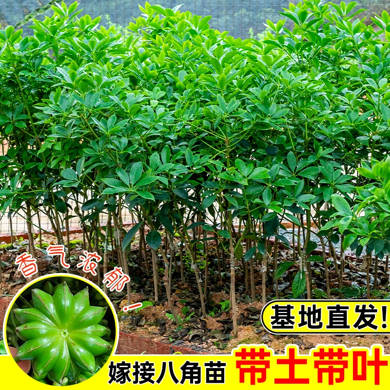 广西八角苗嫁接树苗大红高产大茴香果苗树八角树苗北方种植正宗