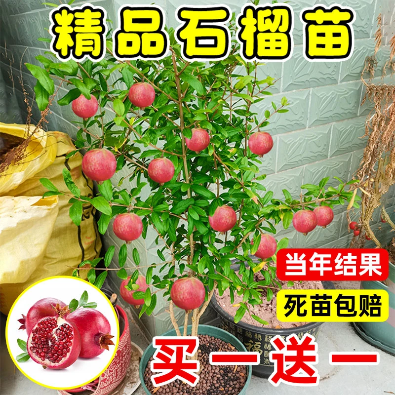 【精选】石榴树突尼斯软籽特大庭院果树地栽盆栽大红袍石榴树树苗