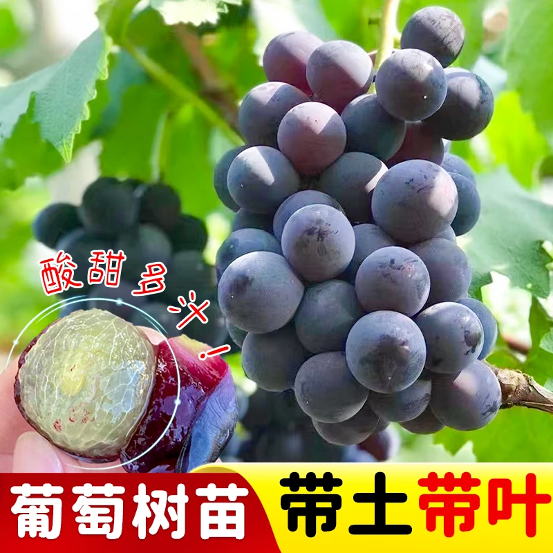 【精选】巨峰葡萄苗阳光玫瑰蓝宝石葡萄树苗无籽南北方种植盆栽庭院