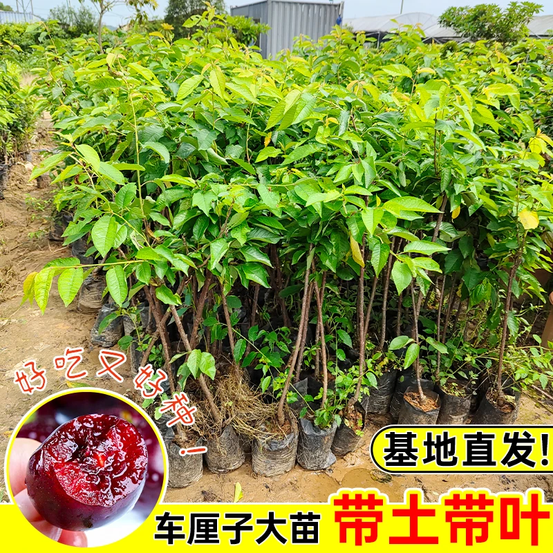 车厘子树苗樱桃树苗南方北方四季种植盆栽地栽庭院果树苗