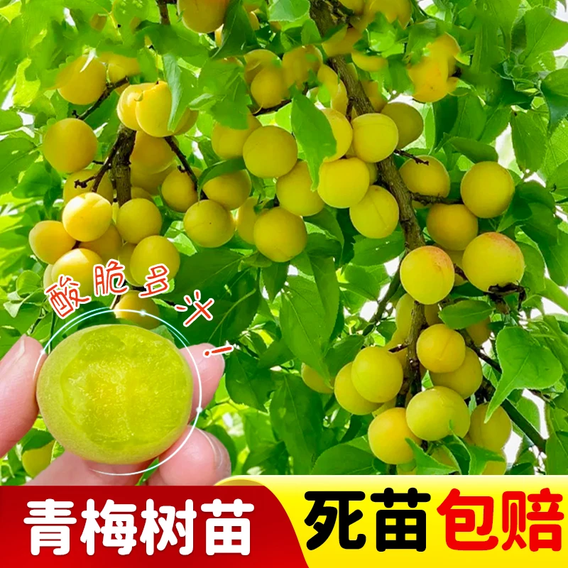 青梅树苗青竹梅果树南方种植盆栽地栽嫁接良种泡酒酸梅树带土带叶